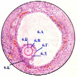 I. Общая характеристика фолликулов - student2.ru