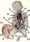 I. Особенности кровообращения плода - student2.ru