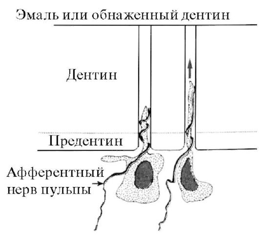 I. По применению (по J.McLean, 1988). 1. Стеклоиономерные цементы для фиксации - student2.ru