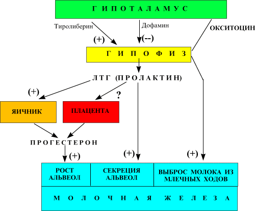 I. Секреция жиров - student2.ru