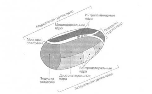 I. Ядра черепно-мозговых нервов. - student2.ru