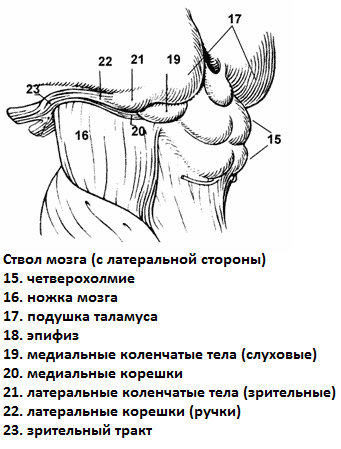 I. Ядра черепно-мозговых нервов. - student2.ru