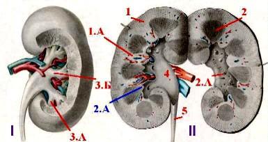 I. Элементы почечной паренхимы - student2.ru