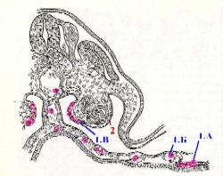 I. Эмбриональный период - student2.ru