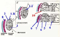 I. Эмбриональный период - student2.ru