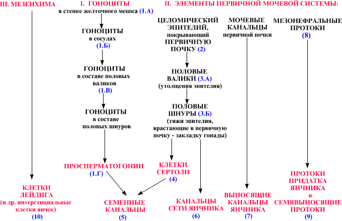 I. Эмбриональный период - student2.ru