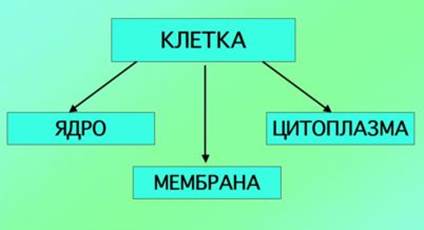 II. ЦИТОПЛАЗМА. Органеллы. Включения. - student2.ru