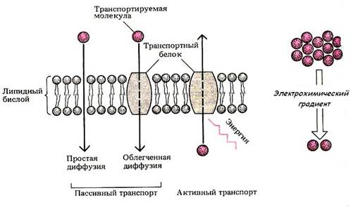 II. ЦИТОПЛАЗМА. Органеллы. Включения. - student2.ru