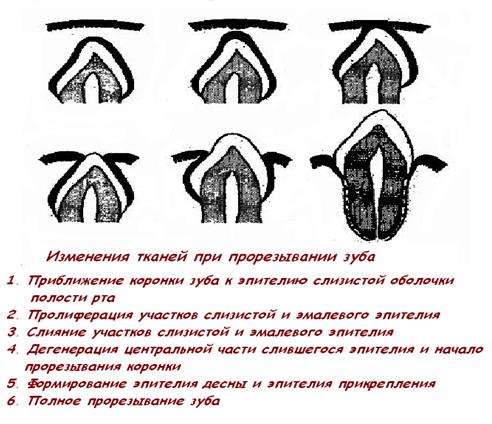 II. Период формирования и дифференцировки зубных зачатков - student2.ru