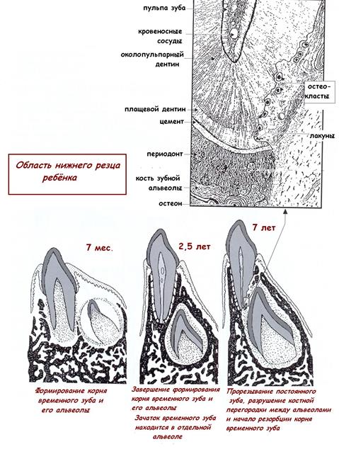 II. Период формирования и дифференцировки зубных зачатков - student2.ru