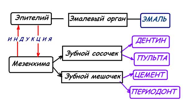 II. Период формирования и дифференцировки зубных зачатков - student2.ru