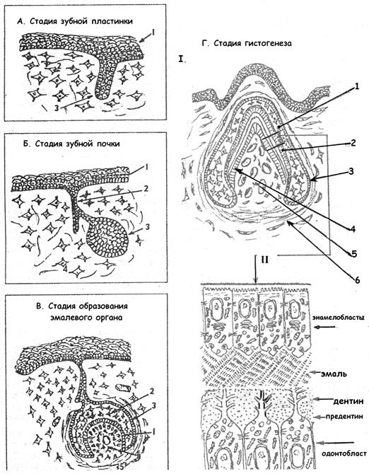 II. Период формирования и дифференцировки зубных зачатков - student2.ru