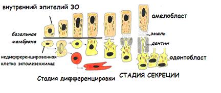 II. Период формирования и дифференцировки зубных зачатков - student2.ru