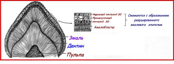 II. Период формирования и дифференцировки зубных зачатков - student2.ru