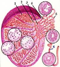II. Семявыносящие канальцы - student2.ru
