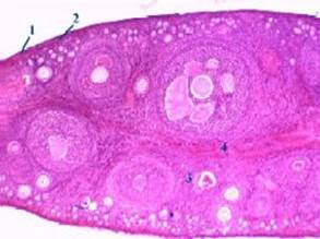 III. Вид яичника взрослой женщины - student2.ru