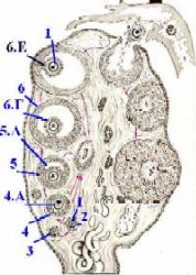 III. Вид яичника взрослой женщины - student2.ru