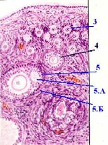 III. Вид яичника взрослой женщины - student2.ru