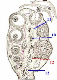 III. Вид яичника взрослой женщины - student2.ru