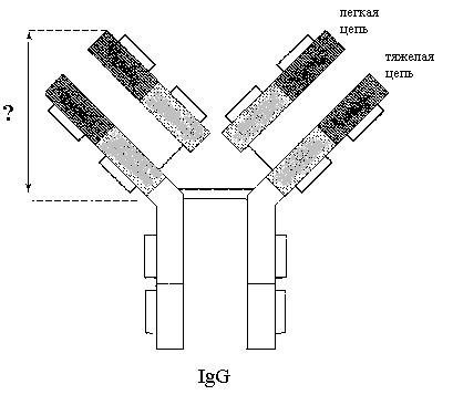 Иммуноглобулины. Антитела - student2.ru