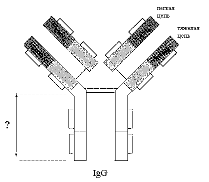 Иммуноглобулины. Антитела - student2.ru