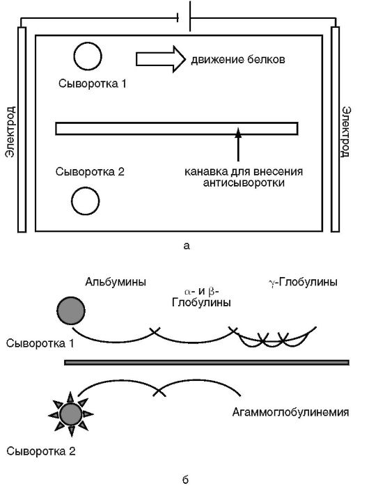 Иммуноэлектрофорез - student2.ru