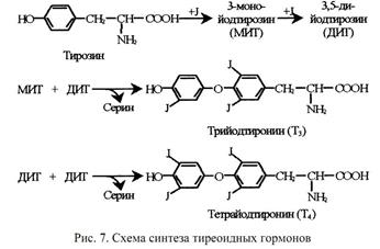 Ингибиторы биосинтеза белка - student2.ru