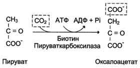 ингибиторы и разъединители транспорта электронов окислительного фосфорилирования - student2.ru