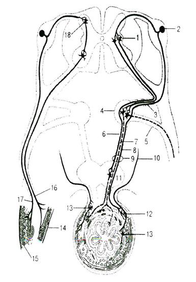 Иннервация эндокринных желез - student2.ru