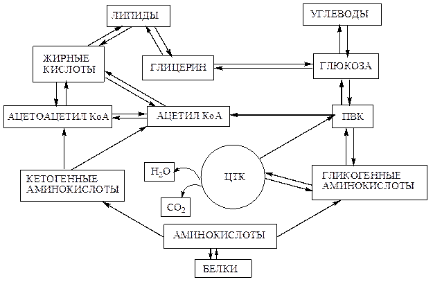 Интеграция углеводного, липидного и белкового обмена, механизм образования общих метаболитов - student2.ru