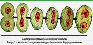 Интерфаза, виды интерфаз. Периоды аутосинтетической интерфазы - student2.ru