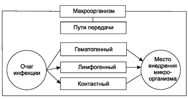 источники и пути распространения инфекции в хирургии - student2.ru