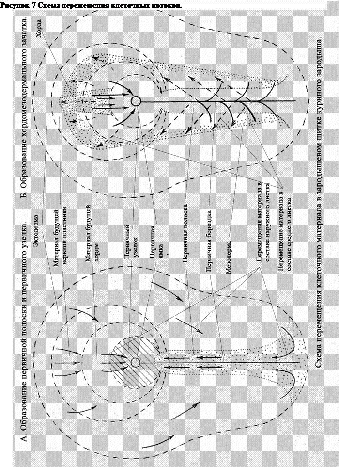 IV.3.6. Дифференцировка зародышевых оболочек - student2.ru