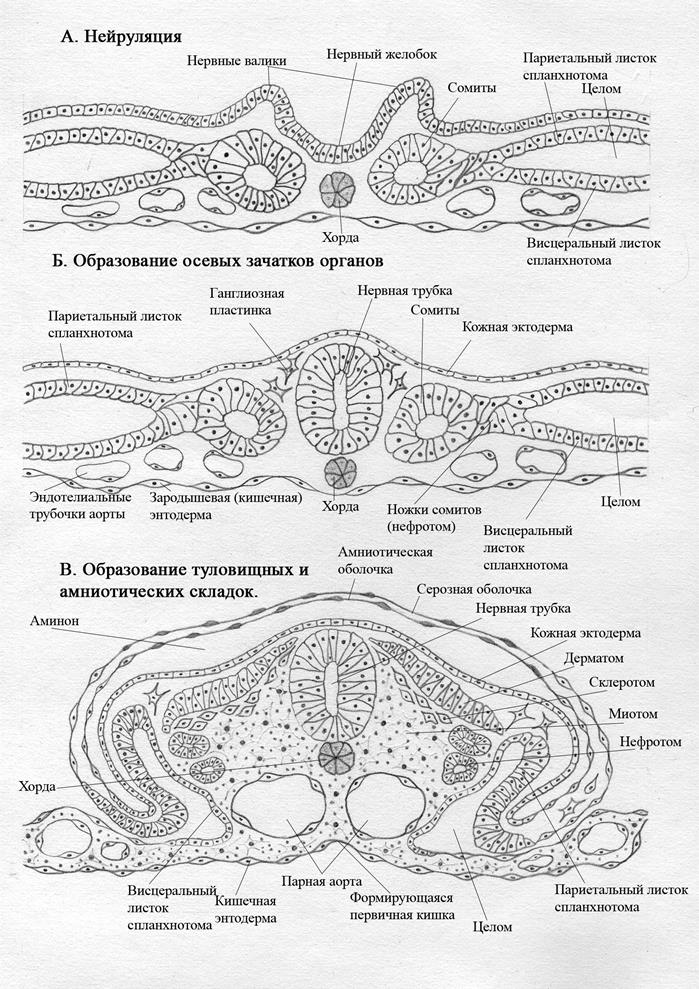 IV.3.6. Дифференцировка зародышевых оболочек - student2.ru