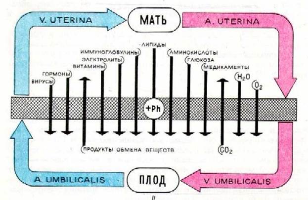 IV. Послеродовая регенерация эндометрия - student2.ru