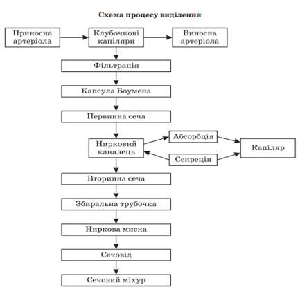 IV. Узагальнення, систематизація й контроль знань і вмінь учнів - student2.ru