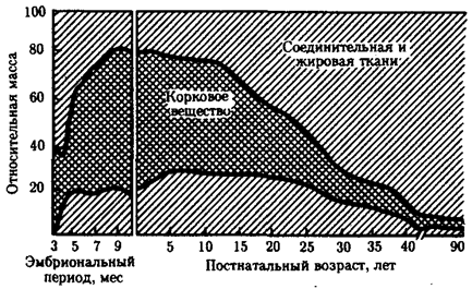 Изменение органов и систем органов в процессе старения - student2.ru