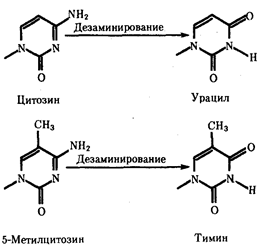 Изменения нуклеотидных последовательностей ДНК - student2.ru