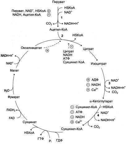 Изоцитратдегидрогеназы и a-кетоглутаратдегидрогеназного комплекса - student2.ru
