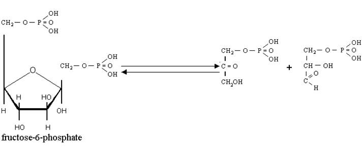 Изомеризация глюкозы-6-фосфата вофруктозо-6-фосфат. - student2.ru