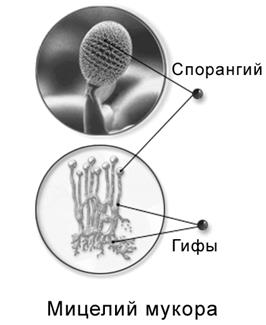 Изучение морфологии микроскопических грибов. Приготовление препарата плесневого гриба мукора - student2.ru