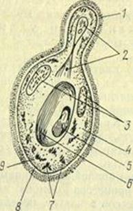 Изучение морфологии микроскопических грибов. Приготовление препарата живых дрожжей - student2.ru