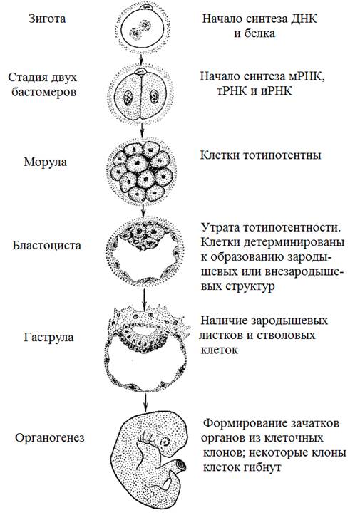 Изучение онтогенеза организмов, размножающихся половым путем - student2.ru