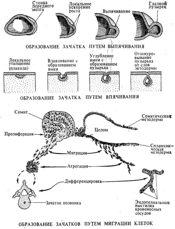 Изучение онтогенеза организмов, размножающихся половым путем - student2.ru