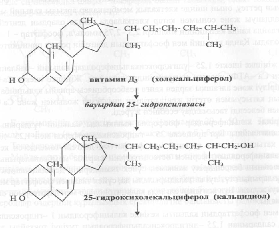 Кальций мен фосфордың биологиялық рөлі.Фосфор кальций алмасуының бұзылыстары - student2.ru