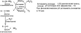 катаболизм аминокислот - student2.ru