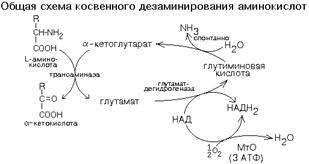 катаболизм аминокислот - student2.ru