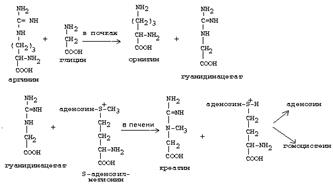 катаболизм аминокислот - student2.ru