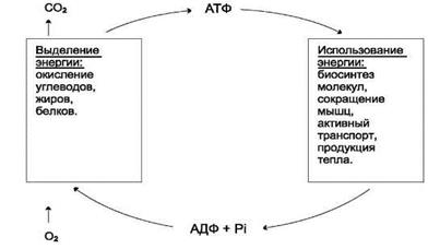 Катаболизм,анабол.,их взаимосвязь.Экзэргонические и эндэргонические реакции в метаболизме.АТФ и другие макроэрги.Цикл адф — атф.Пути фосфорилир.АдФ и использ.АТФ. - student2.ru