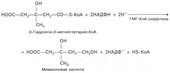 Катаболизм,анабол.,их взаимосвязь.Экзэргонические и эндэргонические реакции в метаболизме.АТФ и другие макроэрги.Цикл адф — атф.Пути фосфорилир.АдФ и использ.АТФ. - student2.ru